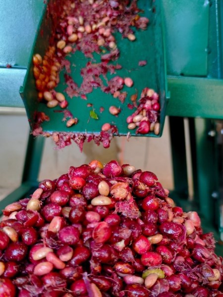 Cà phê Robusta - Ritachi Coffee - Công Ty TNHH Nosavi